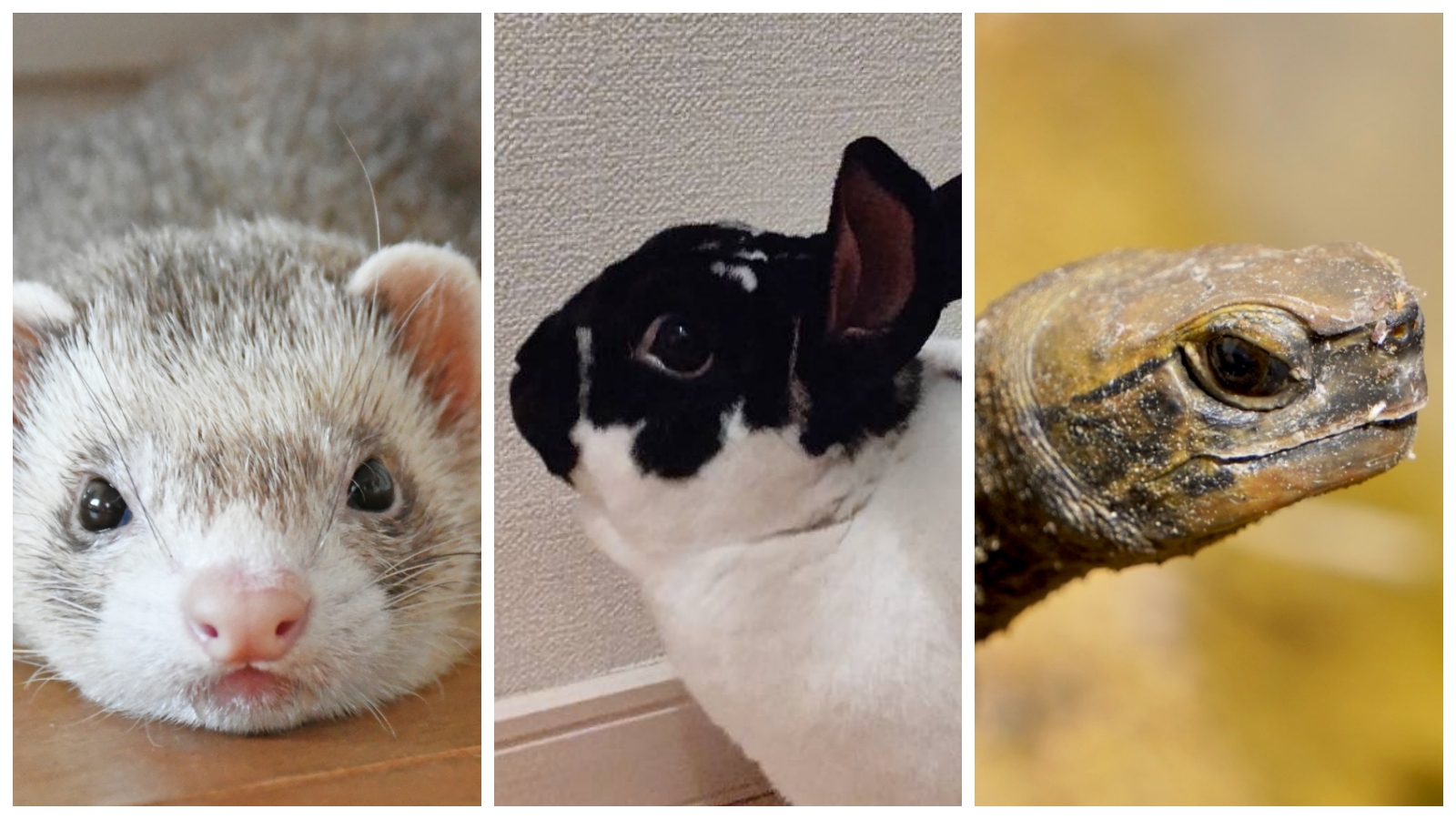 ◇◇伴侶動物のための救急医療◇◇キゾチックアニマル犬・猫ウサギ・フェレット・モルモット他ハムスター☆病気診断・治療方法☆下痢・骨折